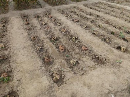 Ombrage de feuilles  pour les jeunes pousses d'haricots