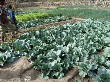 De beaux légumes dans le jardin des jeunes burkinabé