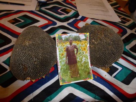 Des têtes de tournesol récoltées en 2013