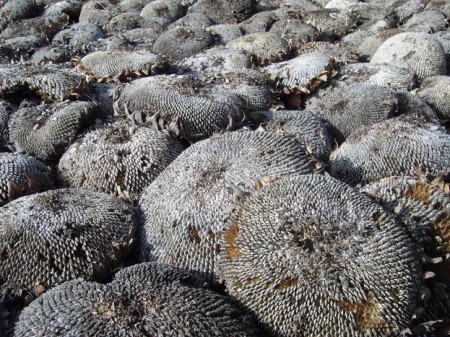 Des têtes  de tournesol récoltées en 2014