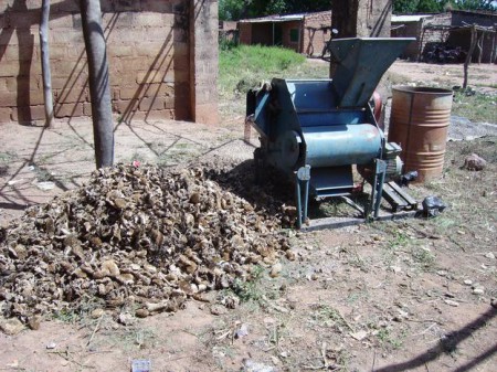 Les déchets après le passage des têtes dans l'égrenoir