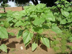 Jeunes plants de tournesol