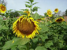 65 jours après les semis