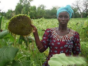 Une belle tête de tournesol