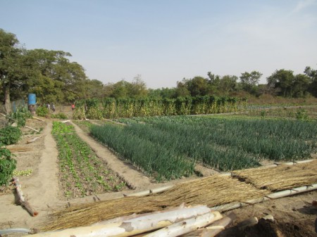 un très beau jardin d'un ha divisé en parcelles