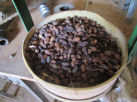 Projet des femmes : presser des graines de neem  pour en faire de l'huile