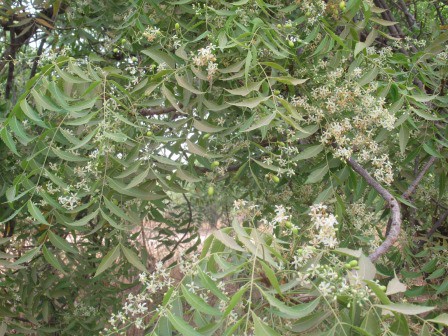 Les fleurs de Neem et les premiers fruits de l'arbre: le neemier